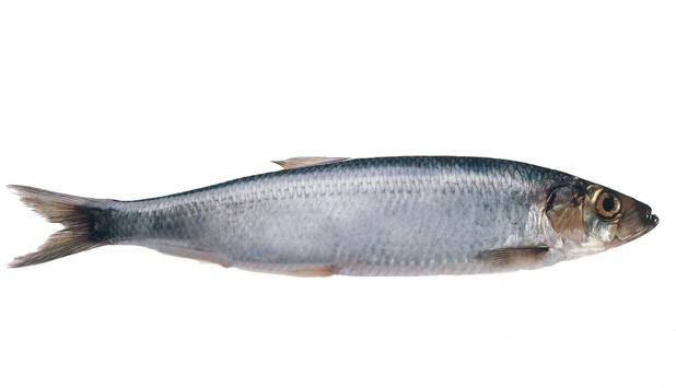 sild.jpg