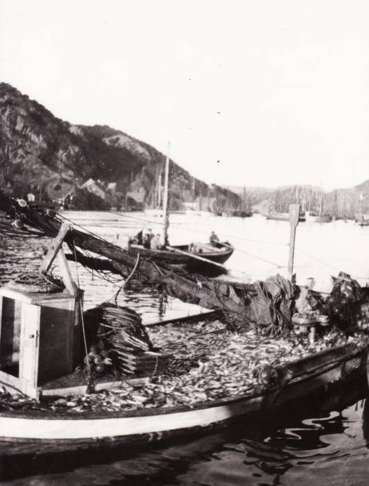 sildefisket-1918.jpg