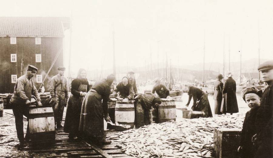 sildesalting-1925-bg.jpg
